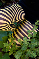 Striped Tights - Black & Yellow